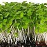 Microgreens