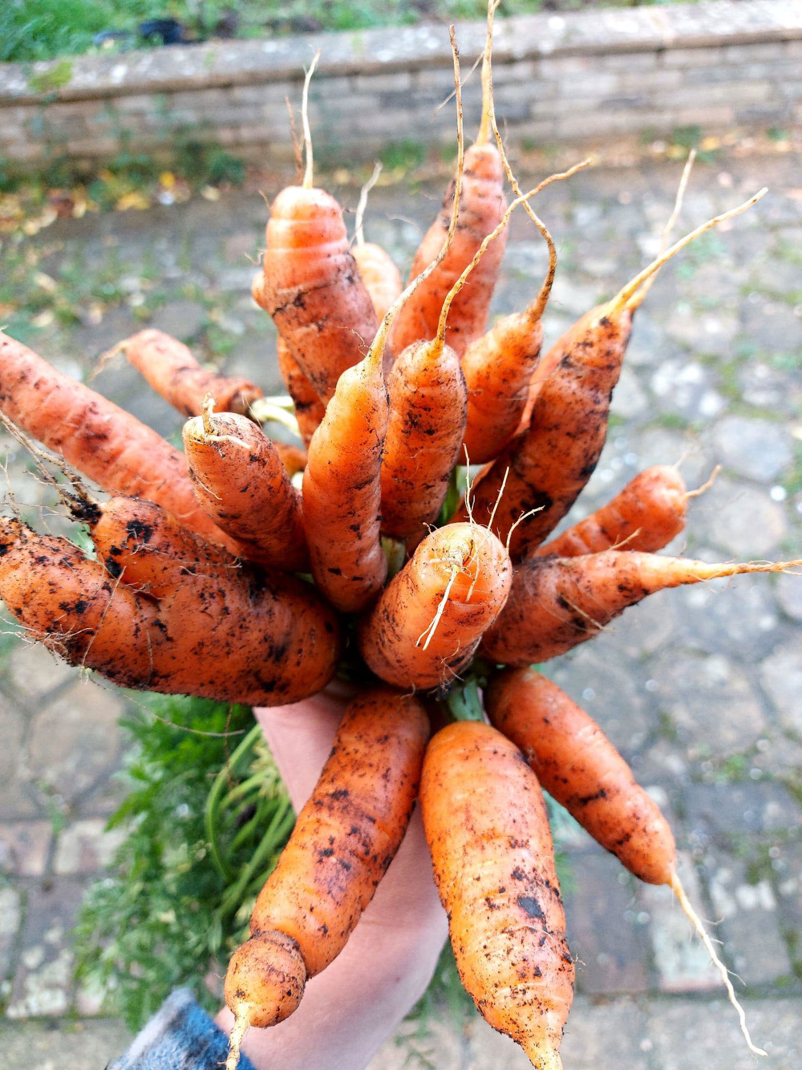Carrots