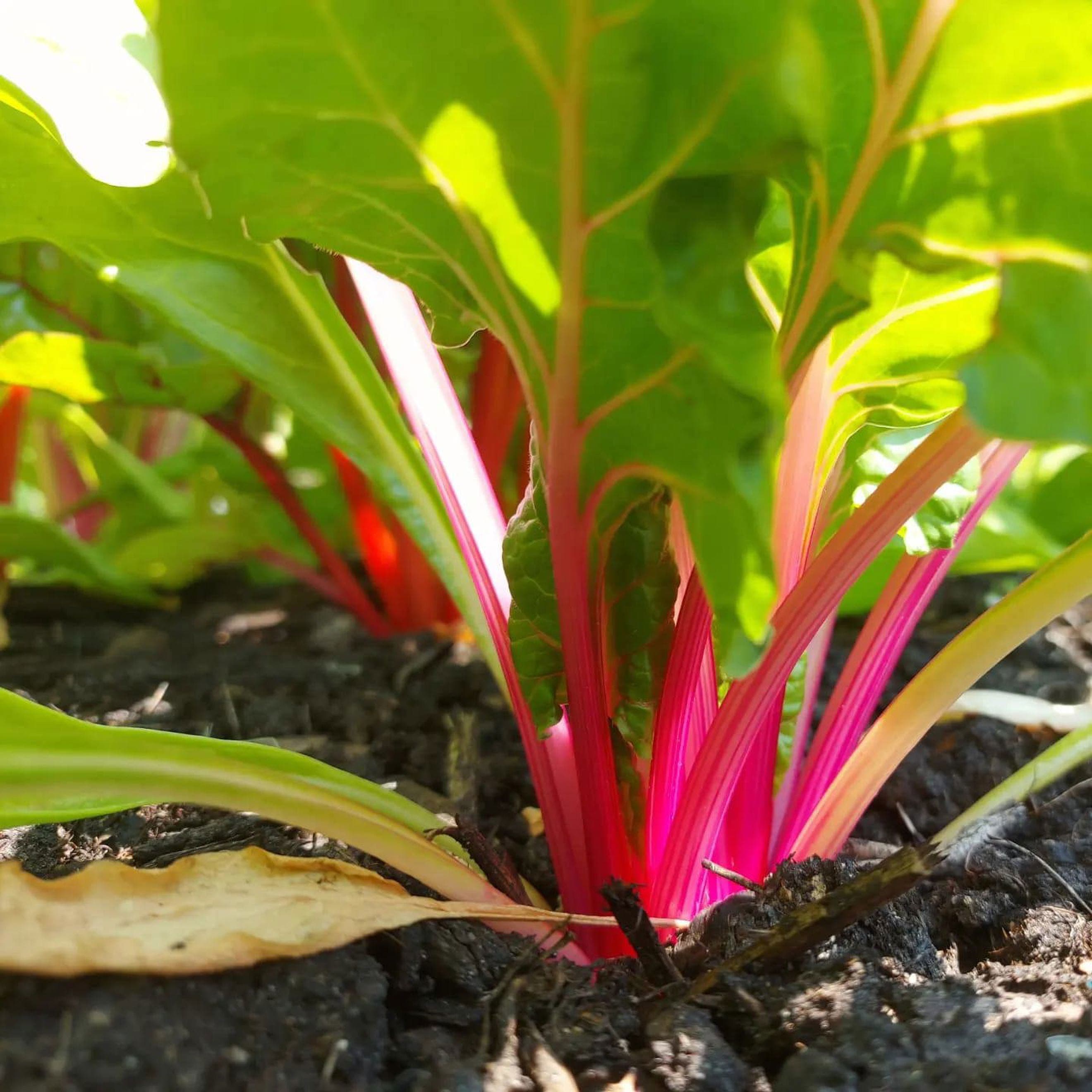 Chard