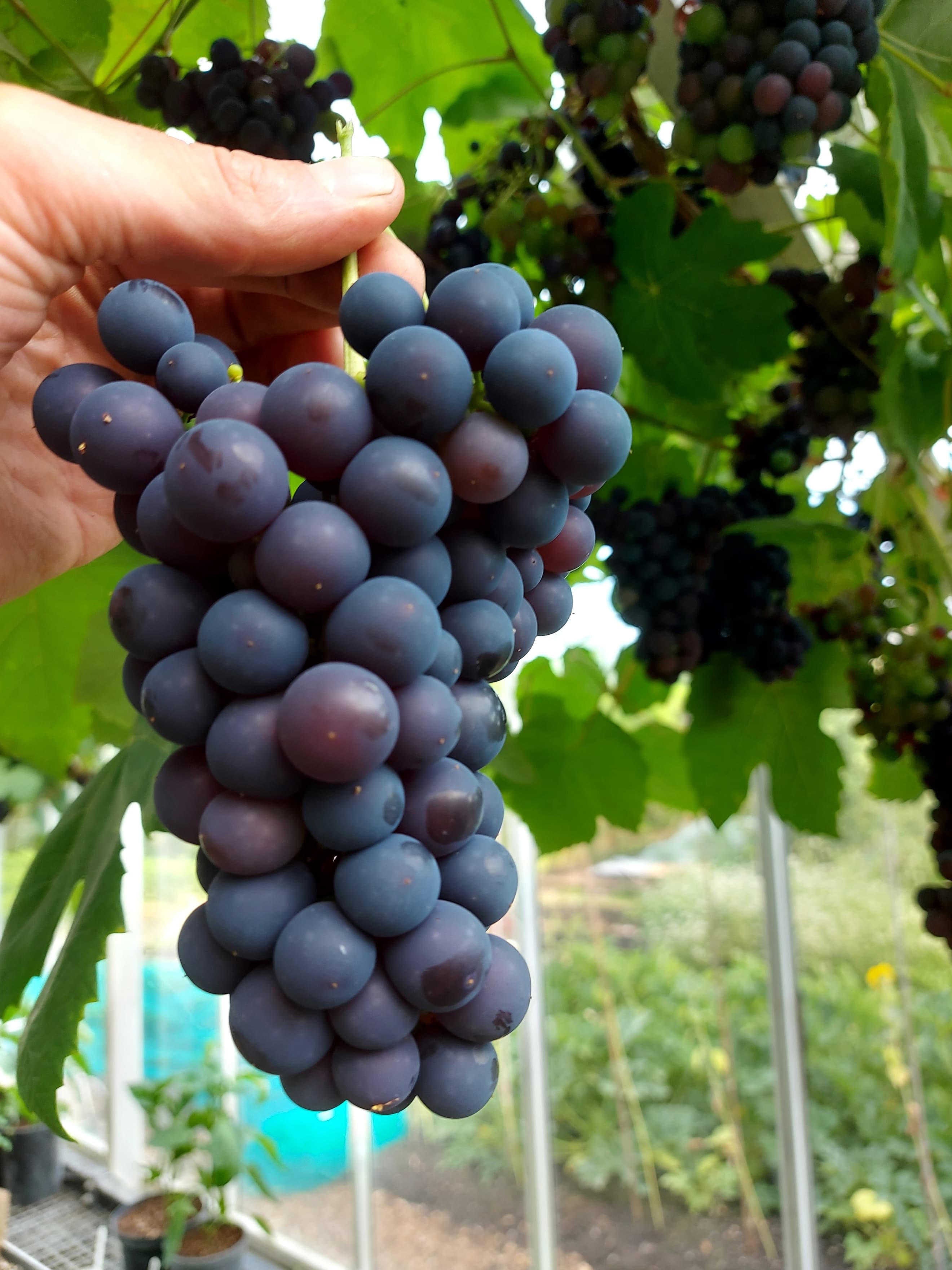 Grapes