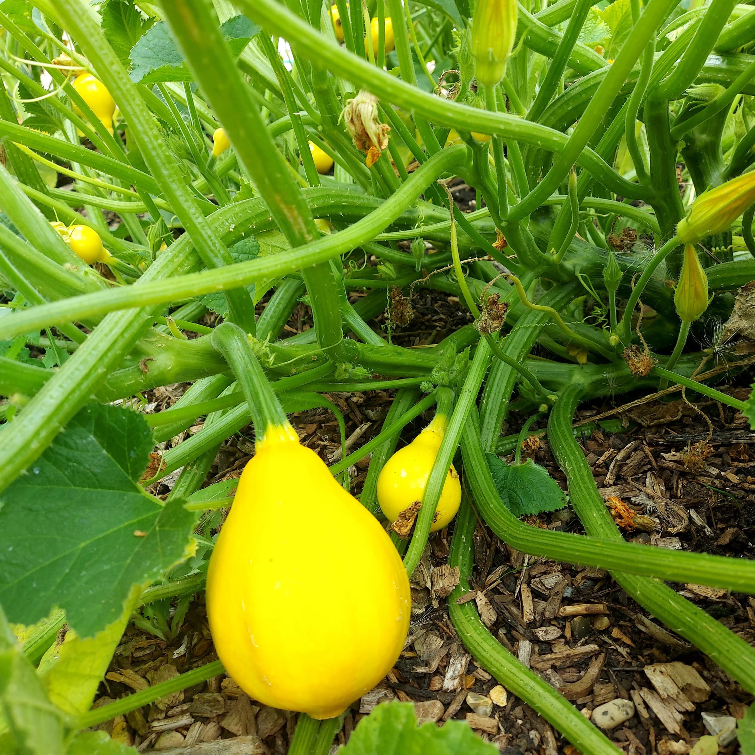 Summer Squash - Lemon