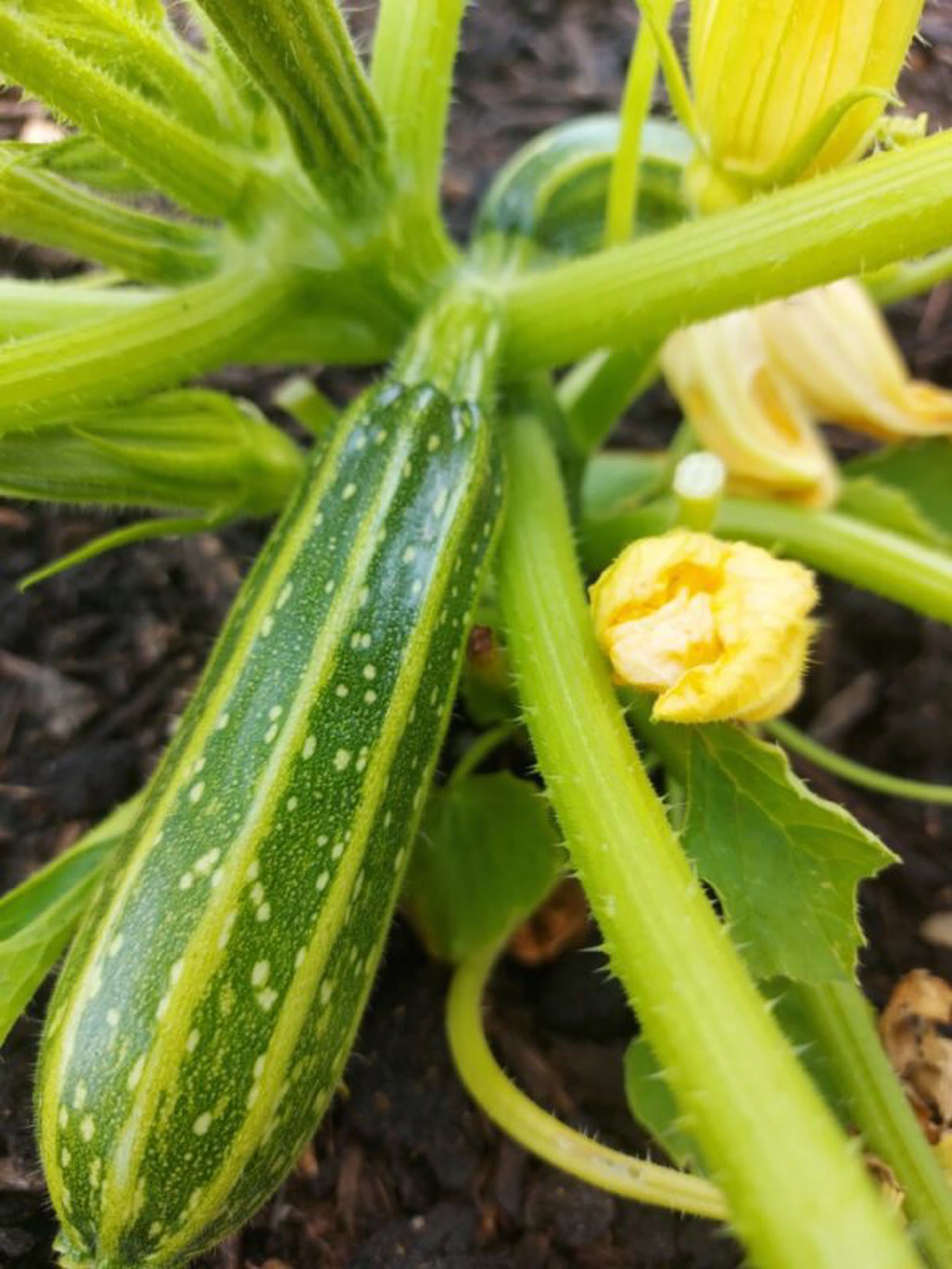 Courgettes