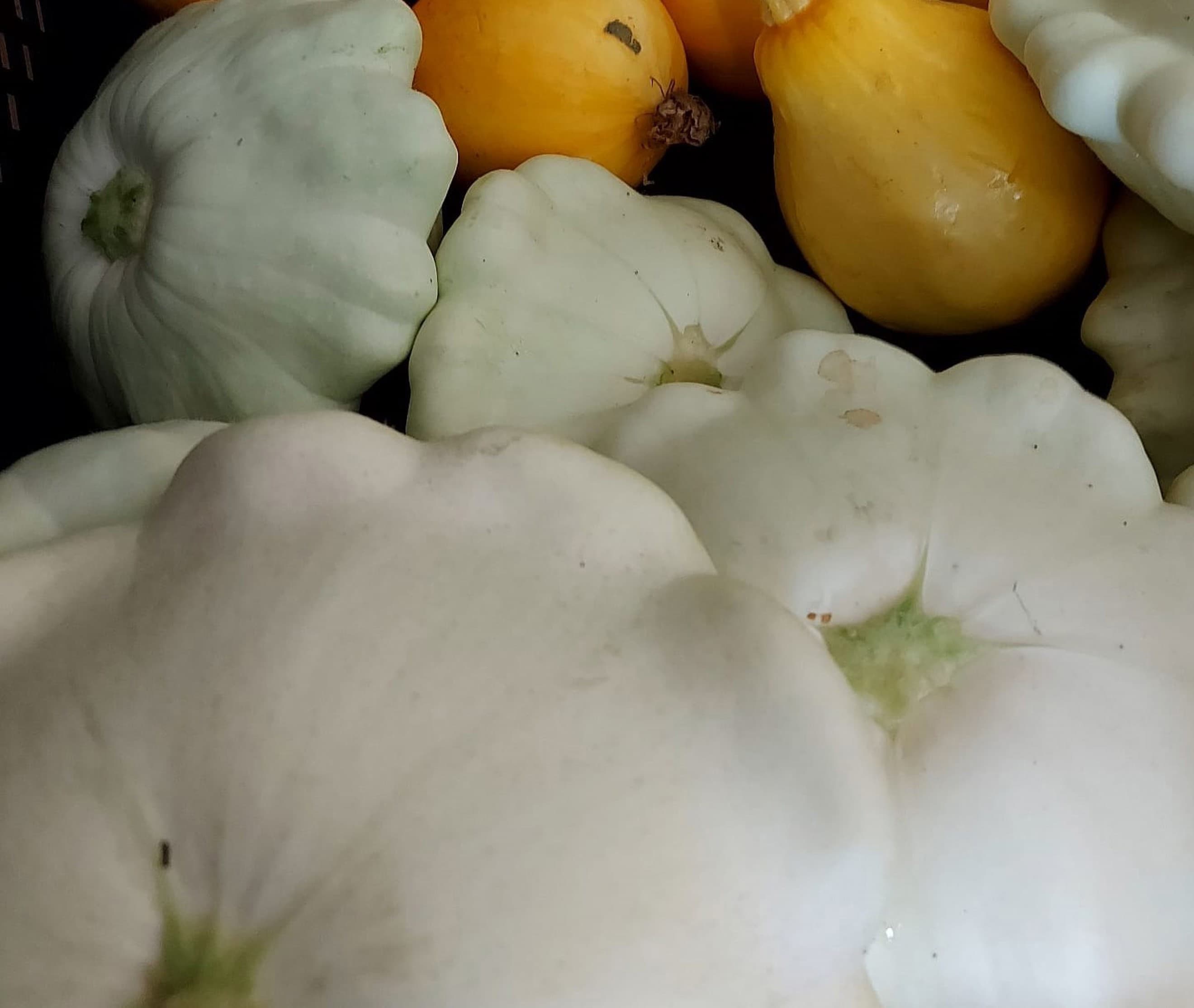 Summer Squash - Patty Pan