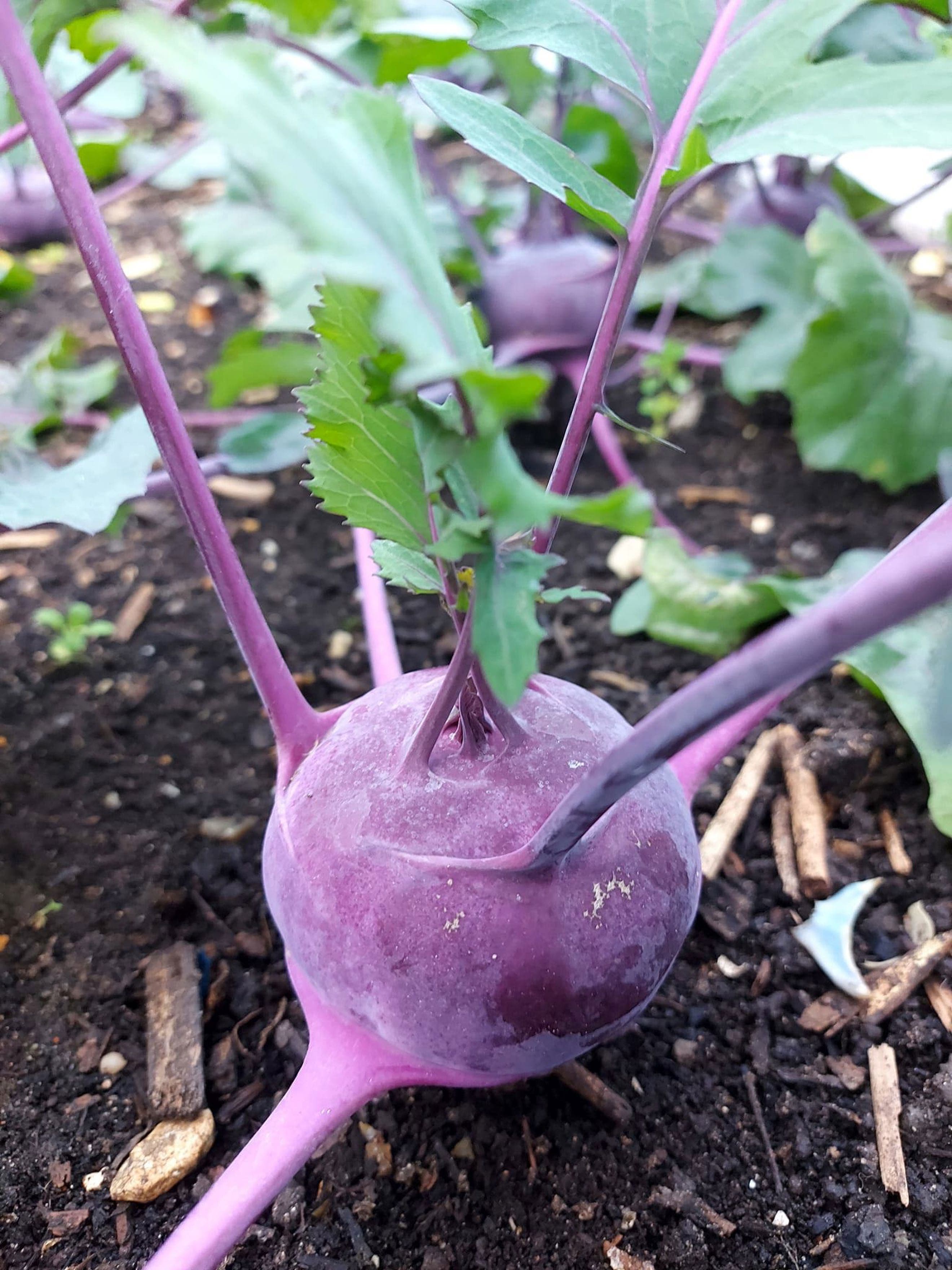 Kohl Rabi