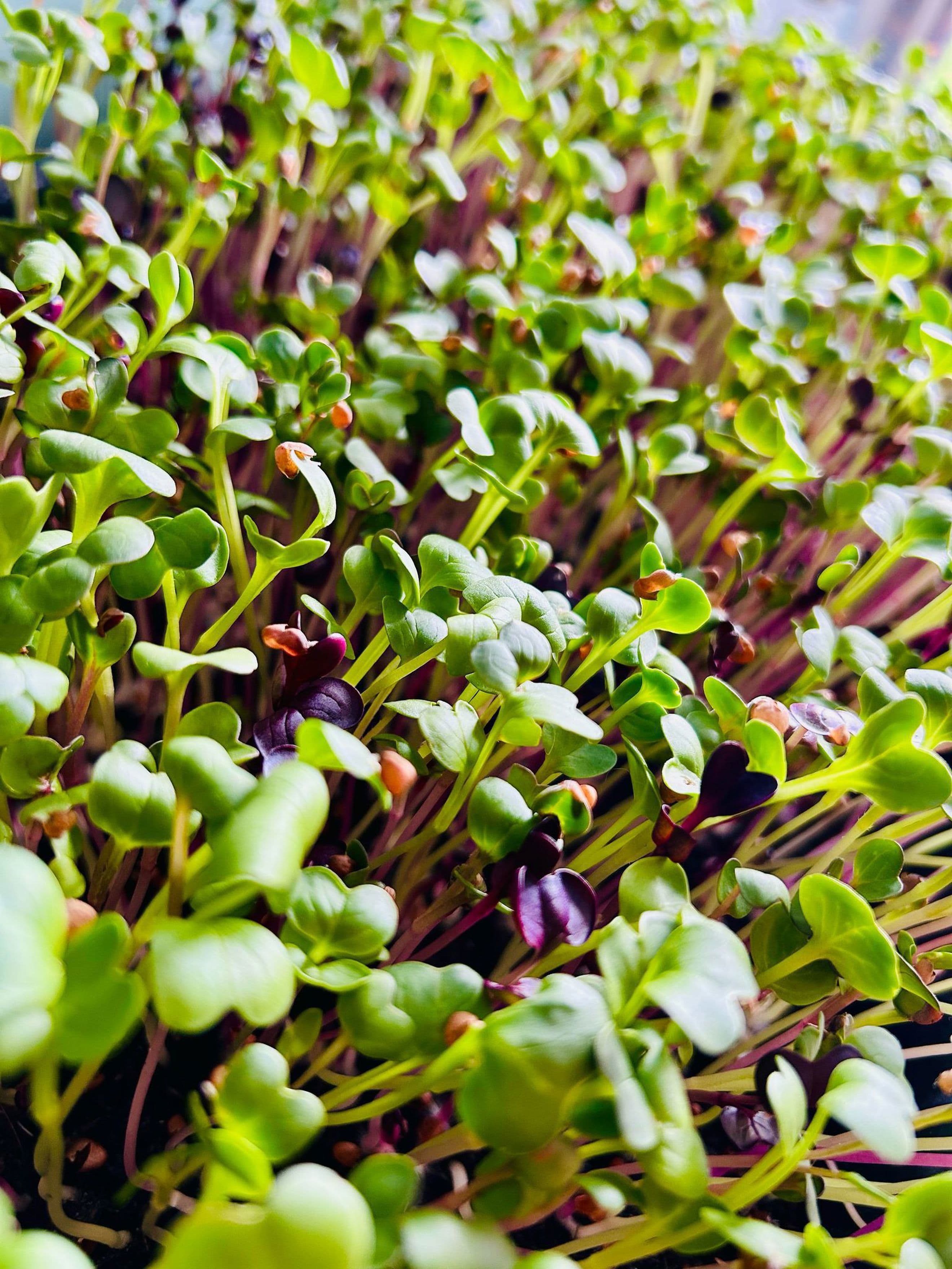 Microgreens