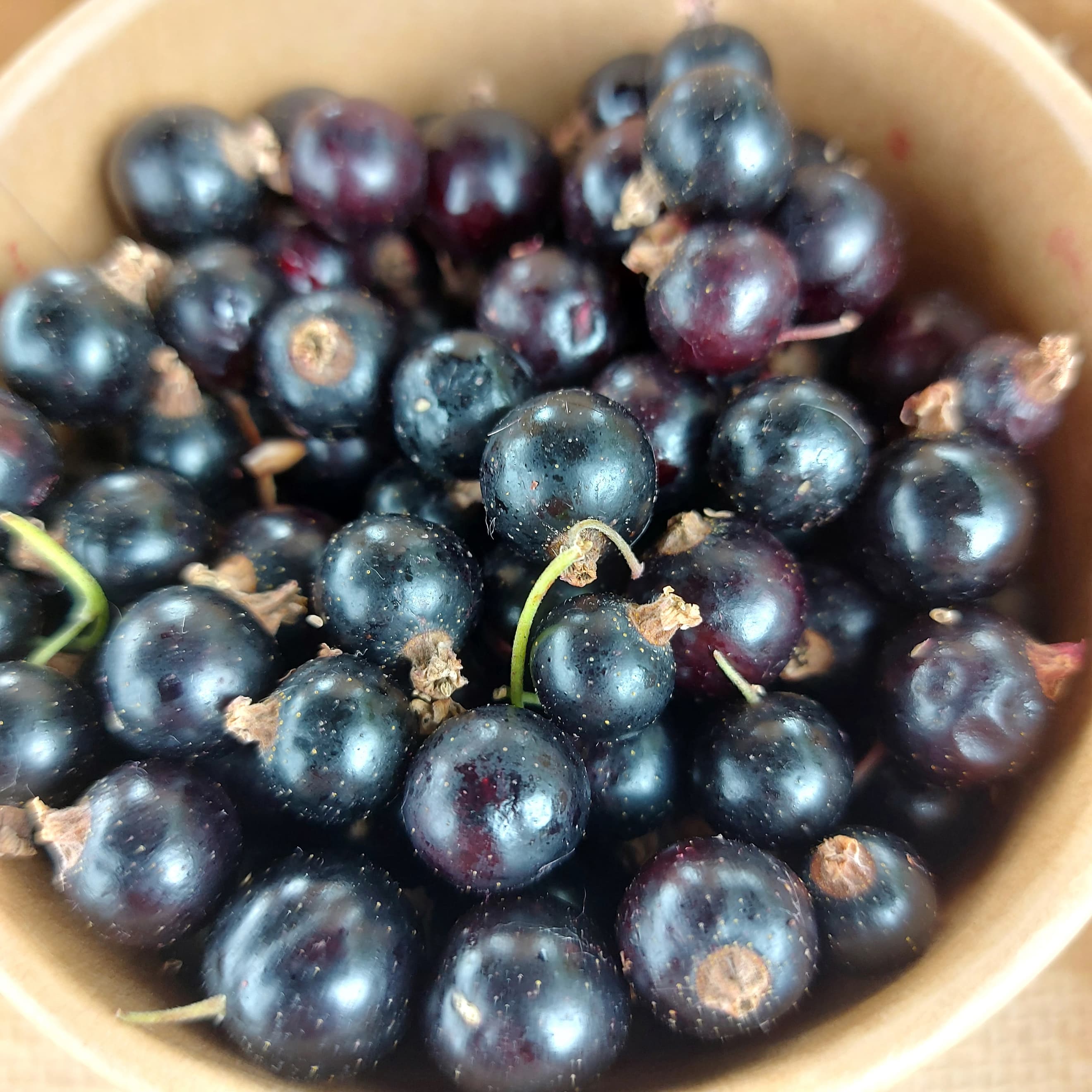 Blackcurrants