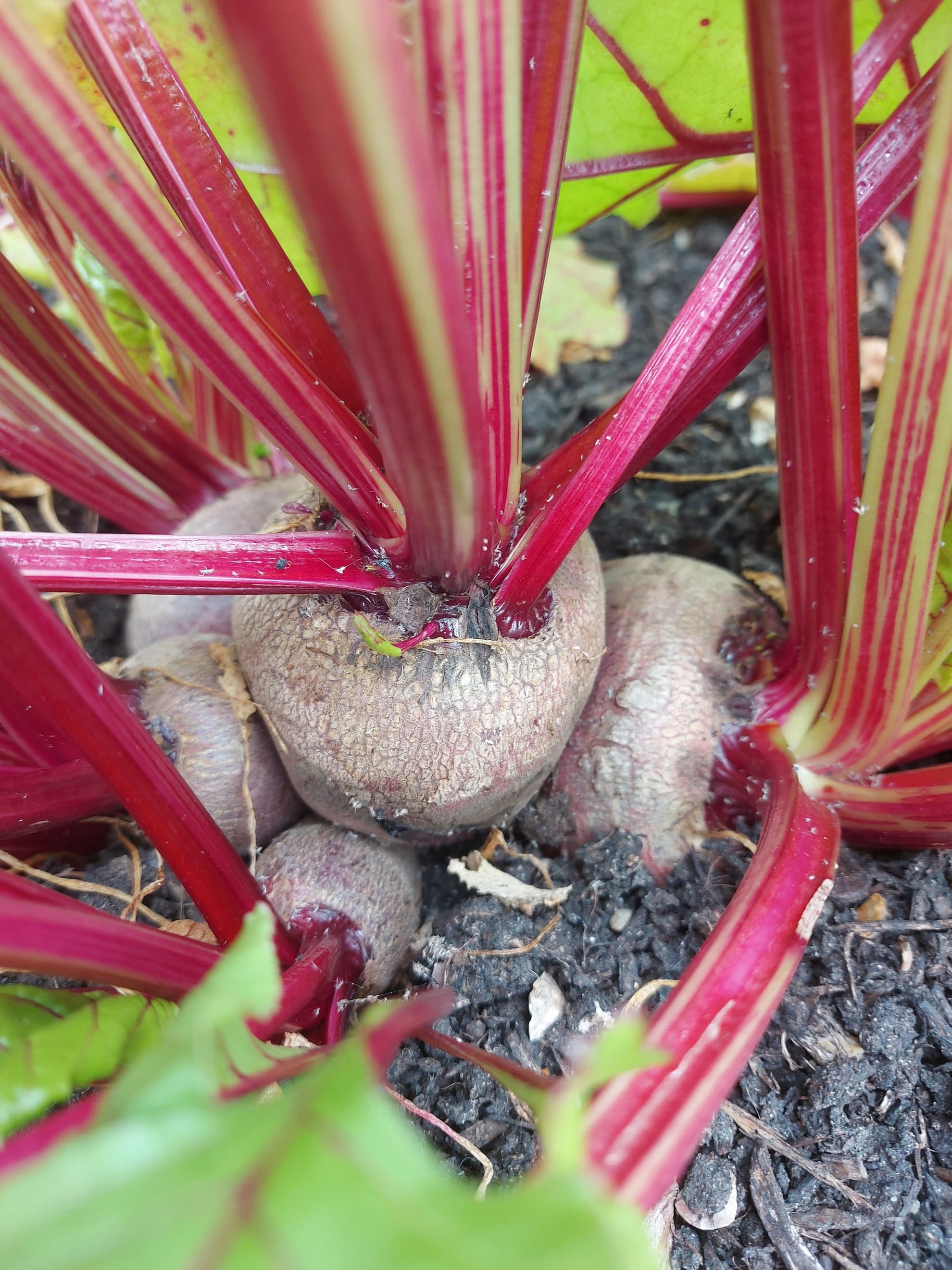 Beetroot